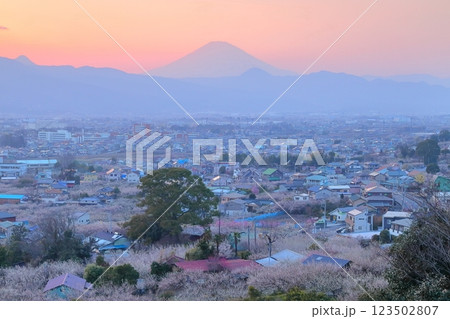 小田原市　曽我梅林　見晴台からの梅林と富士山 123502807