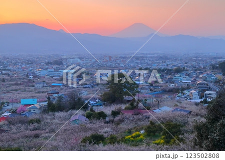 小田原市　曽我梅林　見晴台からの梅林と富士山 123502808