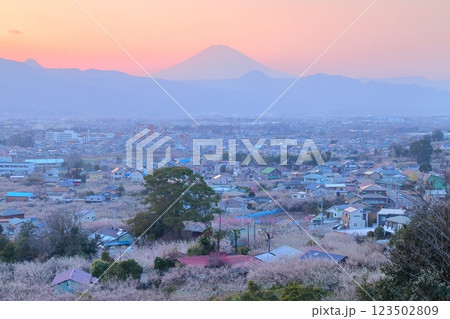 小田原市　曽我梅林　見晴台からの梅林と富士山 123502809