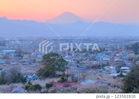 小田原市　曽我梅林　見晴台からの梅林と富士山 123502810