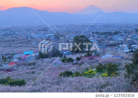 小田原市　曽我梅林　見晴台からの梅林と富士山 123502816