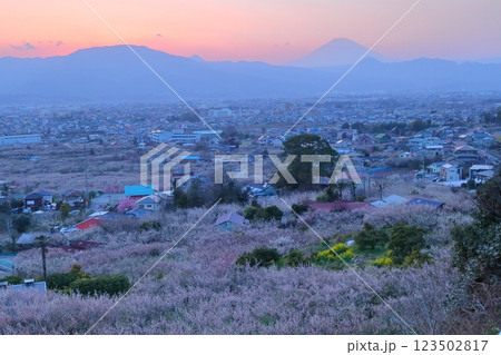 小田原市　曽我梅林　見晴台からの梅林と富士山 123502817
