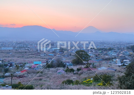 小田原市 曽我梅林 見晴台からの梅林と富士山 小田原市 曽我梅林 見晴台からの梅林と富士山 123502818