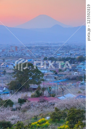 小田原市 曽我梅林 見晴台からの梅林と富士山 小田原市 曽我梅林 見晴台からの梅林と富士山 123502819