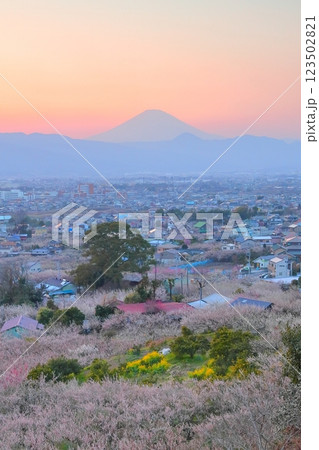 小田原市　曽我梅林　見晴台からの梅林と富士山 123502821
