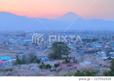 小田原市　曽我梅林　見晴台からの梅林と富士山 123502826