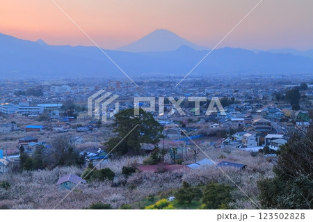 小田原市　曽我梅林　見晴台からの梅林と富士山 123502828