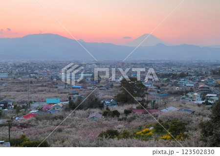 小田原市　曽我梅林　見晴台からの梅林と富士山 123502830