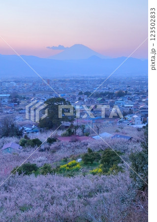 小田原市　曽我梅林　見晴台からの梅林と富士山 123502833