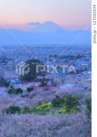 小田原市　曽我梅林　見晴台からの梅林と富士山 123502834