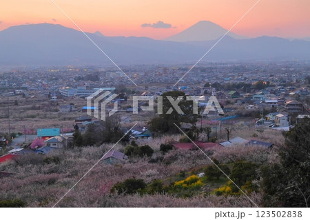 小田原市　曽我梅林　見晴台からの梅林と富士山 123502838