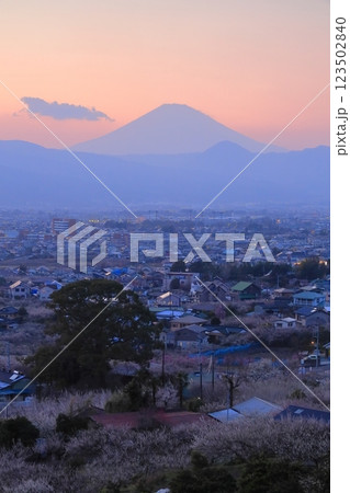 小田原市　曽我梅林　見晴台からの梅林と富士山 123502840