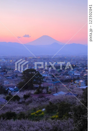 小田原市　曽我梅林　見晴台からの梅林と富士山 123502841