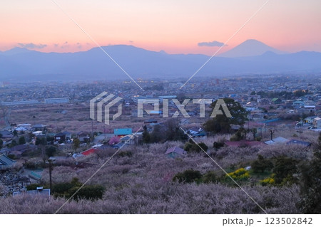 小田原市　曽我梅林　見晴台からの梅林と富士山 123502842