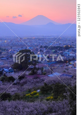 小田原市　曽我梅林　見晴台からの梅林と富士山 123502843