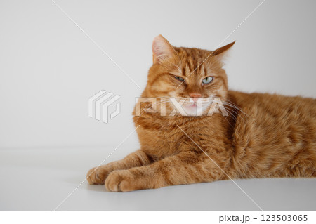 Funny ginger cat sitting on table and winking Funny ginger cat sitting on table and winking 123503065