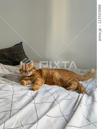 Cute ginger cat lying on the bed and looking at camera Cute ginger cat lying on the bed and looking at camera 123503066