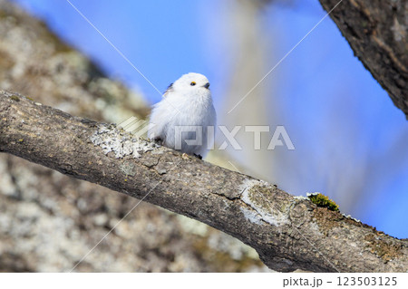 雪の妖精 シマエナガ 北海道にて撮影 雪の妖精 シマエナガ 北海道にて撮影 123503125