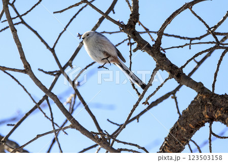 雪の妖精 シマエナガ 北海道にて撮影 123503158