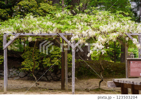 高野山 壇上伽藍 逆指しの藤 高野山 壇上伽藍 逆指しの藤 123503204