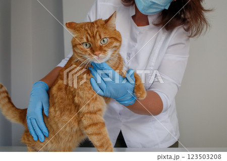 Ginger cat during the appointment with veterinarian 123503208