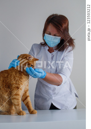 Vet giving treats to ginger cat during check up at vet clinic 123503212