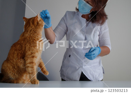 Vet giving treats and playing with ginger cat during check up at vet clinic Vet giving treats and playing with ginger cat during check up at vet clinic 123503213