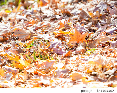 地面に落ちたモミジの葉 地面に落ちたモミジの葉 123503302
