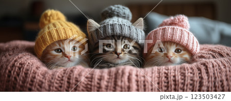 可愛い猫ちゃん 123503427