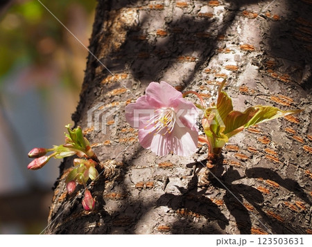 幹から生える桜の花 幹から生える桜の花 123503631