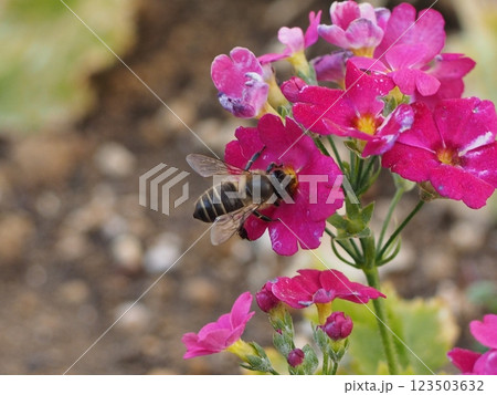 蜜を集めるミツバチ 蜜を集めるミツバチ 123503632