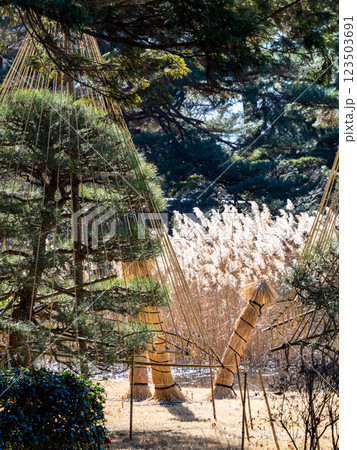 冬の景色　藁ボッチとススキの柔らかな花穂 123503691