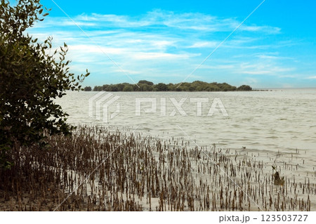 Mangrove beach with exposed roots and sandy coastal ecosystem Mangrove beach with exposed roots and sandy coastal ecosystem 123503727