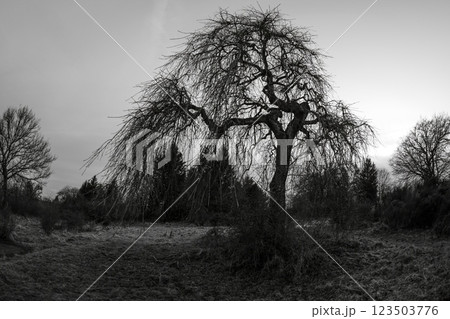A dramatic leafless tree in black and white, creating a moody and eerie atmosphere 123503776