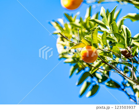 冬晴れの青空に映えるかわいいタチバナの果実 123503937