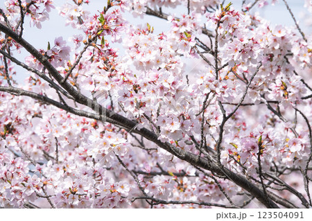 穏やかな春の日に見事に咲き誇る桜の風景 穏やかな春の日に見事に咲き誇る桜の風景 123504091