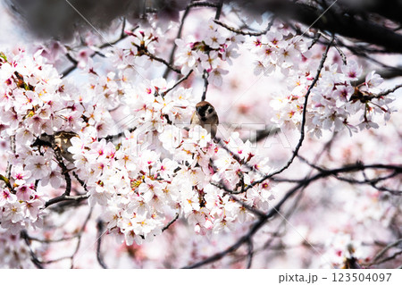 穏やかな春の日に見事に咲き誇る桜とスズメのいる風景 穏やかな春の日に見事に咲き誇る桜とスズメのいる風景 123504097