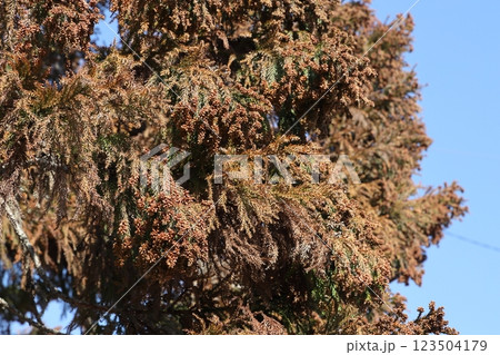 スギ花粉 123504179