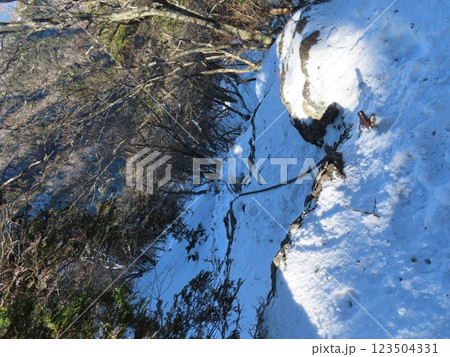 厳冬期の山上ヶ岳(登山道にある雪に包まれた鎖場) 123504331