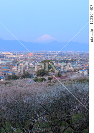 神奈川県小田原市 見晴台からの曽我梅林と富士山 神奈川県小田原市 見晴台からの曽我梅林と富士山 123504407