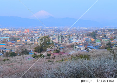 神奈川県小田原市　見晴台からの曽我梅林と富士山 123504408