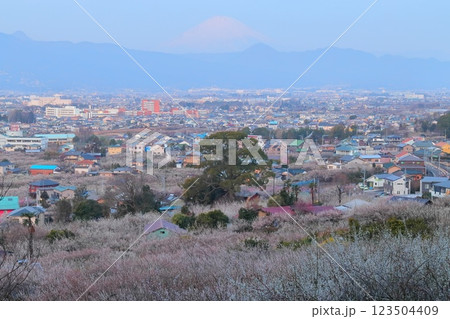 神奈川県小田原市 見晴台からの曽我梅林と富士山 神奈川県小田原市 見晴台からの曽我梅林と富士山 123504409