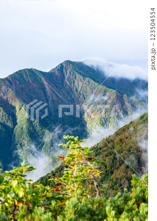 大倉尾根の富士見平から見上げる雲海の聖岳（奥聖岳）　南アルプス赤石岳登山 123504554