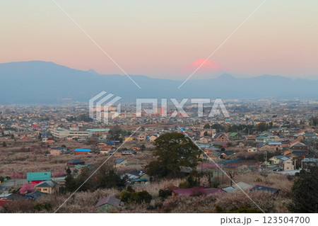 神奈川県小田原市　見晴台からの曽我梅林と富士山 123504700