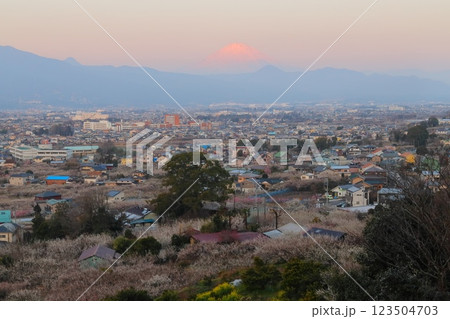神奈川県小田原市　見晴台からの曽我梅林と富士山 123504703