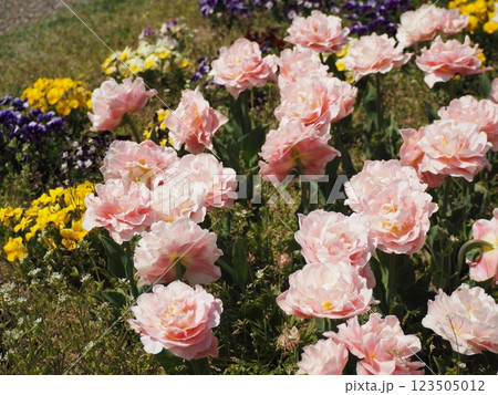 八重咲きのチューリップ　ドリーマー	 123505012