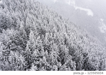 Aerial top view winter forest with fresh snow and white trees in Dolni Morava Aerial top view winter forest with fresh snow and white trees in Dolni Morava 123505034