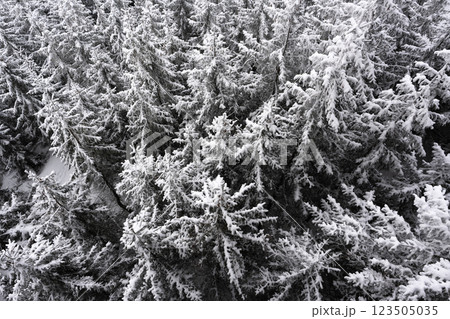 Aerial top view winter forest with fresh snow and white trees in Dolni Morava 123505035