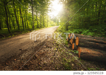 Dirt road in green deciduous forest and logs lying on the side, view on a sunny day 123505119