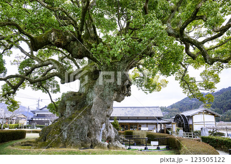 全国で第5位の大きさを誇る川古の大楠（佐賀県武雄市 ） 123505122